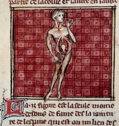 Anatomiska figurer: manlig och kvinnlig bark, öppen mage (buk), visar njurar, urinblåsa, könsorgan: detalj av mannen. Miniatyr från manuskriptet "" Surgery" (Folio 29) skriven av Henri de Mondeville (kirurg hos Philippe Le Bel professor i anatomi)