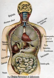 Anatomi: bröst- och bukorgan (tarm, lever, bukspottkörtel, lunga etc.) i La nouvelle médication naturelle av F. E. Bilz, 1898.