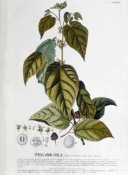 Arbroma teväxt - botanisk bräda