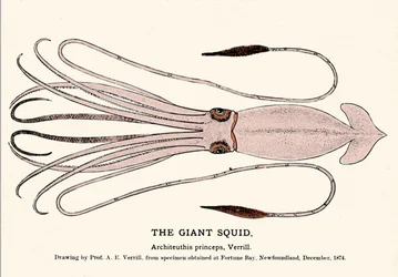 Architeuthis princeps, den jättelika bläckfisken misslyckades på stranden i Fortune Bay (Newfoundland) i december 1874 och beskrevs först av professor A.E. Verrill. Era gravyr.