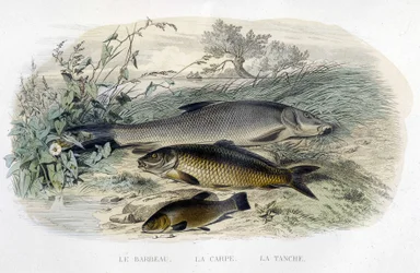 Skivstång, karp och sutare - i "" Histoire naturelle"" av Lacépède, T.II, ed. Furne och Co., Paris