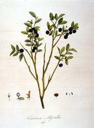 Blåbär:: Botanisk tavla från 1800-talet.