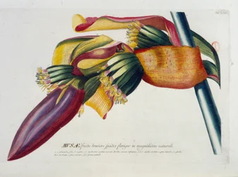 Botanisk tavla: Bananer, gren. n.d. 1800-talet.