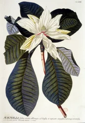 Botanisk tavla: Magnolia, blomma och gren. n.d. 1800-talet.