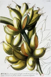 Botanisk tavla: bananer. n.d. 1800-talet.