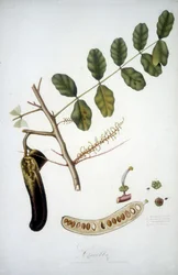 Botanisk tavla: johannesbrödgren (Carobba).