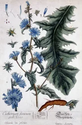 Botanisk tavla: cichorium factivum velseris (trädgårdarnas chicoree).