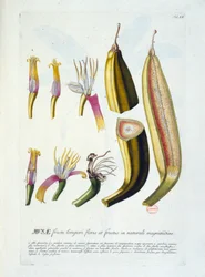 Botanisk tavla: blommor och bananskärning. n.d. 1800-talet.