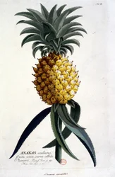 Botanisk tavla: ananas. n.d. 1800-talet.