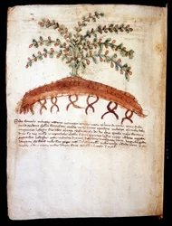 Botanisk tavla som representerar gräset "" feniculo maggiore ". Rimini kommunala bibliotek