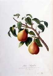 Botanisk tavla som föreställer pera angelica. 1820 - 1822