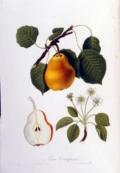 Botanisk styrelse som representerar pera campana. 1820 - 1822.