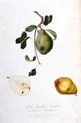 Botanisk tavla som representerar pera spadona. 1820 - 1822.