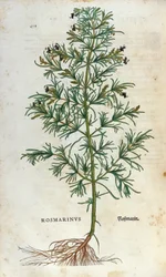 Botanisk tavla: rosmarin (rosmarinus). Herbarium of Lheonard Fuchs, "" Historia Stirpium", Bale