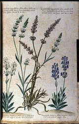 Botanisk tavla: äkta lavendel (Lavandula angustifolia) och aspisk lavendel (Lavandula latifolia).