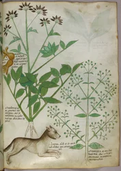 Botanisk illustration av en växt och en varg.