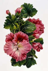 Blombukett. 1800-talets kromolitografi.