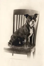 Boxer sitter på en stol, ca 1890 (silvertryck)
