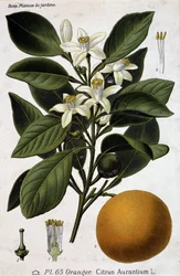 Gren, blomma och frukt av apelsinträd - botanisk bräda