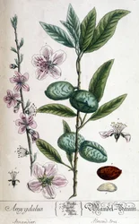 Gren, blomma och frukt av mandelträdet - botanisk tavla