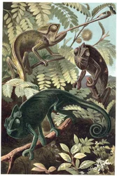Kameleont - kameleonter eller kameleonter (familjen Chamaeleonidae) - gravyr från "" Brehms djurliv"" av Alfred Edmund Brehm (1829-1884)