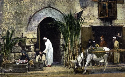 Försäljare av rörsocker. Kairo. Egypten. Vykort från början av 1900-talet.