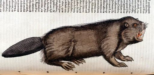 Castor - i "History of Animals" av Conrad Gesner, Tiguri