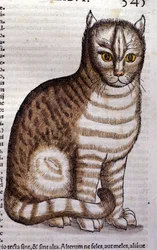 Katt efter Historia Animalium av Conrad Gesner, Tiguri 1560. Biblioteca Nazionale Braidense. Milano