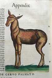 Cervidae (antilop?) i Historia Animalium de Conrad Gesner (1516 - 1565), Tiguri