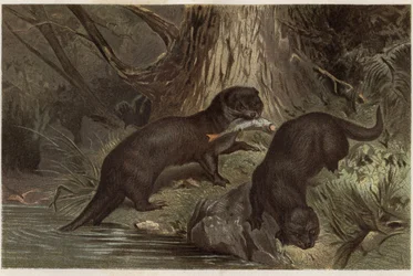 Chilensk utter - Den södra floduttern, Lontra provocax - gravyr från "" Brehms djurliv"" av Alfred Edmund Brehm (1829-1884)