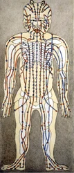 Kinesisk medicin. Strömmarna i kroppen där man ska applicera akupunktur. 1800-talet.