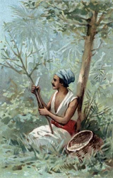 Kanelskal en Ceylon. Kromolitografi i slutet av 1800-talet.