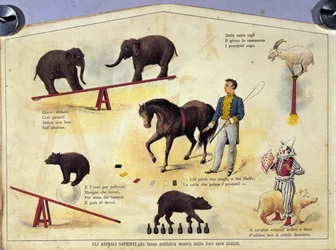 Cirkus: en tavla som representerar olika typer av uppvisningar av lärda djur med elefanter, en get, en björn, hästar och en gris. Illustration av 1800-talet