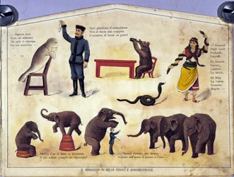 Cirkus: en tavla som representerar olika typer av uppvisningar av lärda djur med sälar, elefanter, björnar, ormar. Illustration av 1800-talet