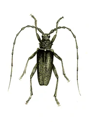 Coleoptera: Cerambyx-hjältar