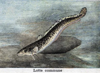 Gemensam Lottegravyr från 1898
