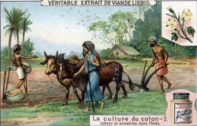 Bomullsodling: plöjning och sådd i Indien. Kromolitografi, Liebig-bild.