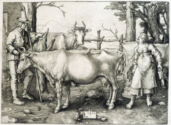 Cowl och mejeri i Holland
