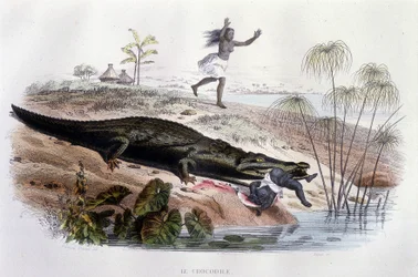 Krokodil som slukar ett litet barn - i "Histoire Naturelle" av Lacépède, red. Veurne, Paris