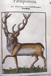 Rådjur efter Historia animalium av Konrad Gesner, Tiguri