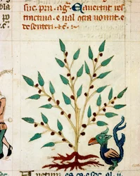 Beskrivning av ett fantastiskt träd och djur. Miniatyr ur ett provensalskt manuskript av typen ”Filosofernas utsagor” (MS Palat. 586), 1300-talet, Biblioteca Nazionale, Florens