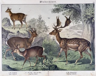 Diche, mocka - i "" Natural histories of mammals", red. Schreiber