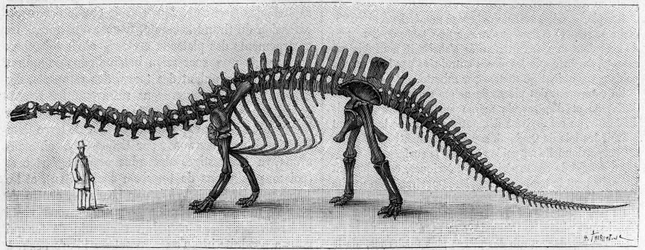Dinosaurieskelett: "" Brontosaurus excelsus "", mars. Upper Jurassic of the Rocky Mountains. Reproduktion av teckningen meddelad av Mr. March till Albert Gaudry vid Institutet. Gravyr i "" La Nature: revue des sciences et de leurs applications aux