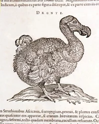 Dodo eller Dronte. Fågel försvann - i "On both natural and medical matters in India" av William Piso, Amsterdam