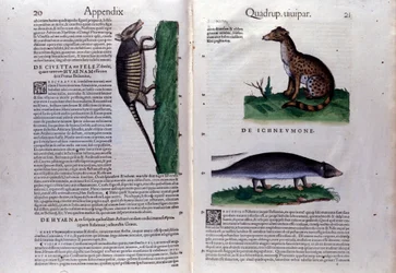 Dubbelsida av Historia Animalium av Conrad Gesner (1516 - 1565), Tiguri