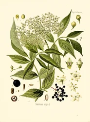 Elder Bore Tree (färg litho)