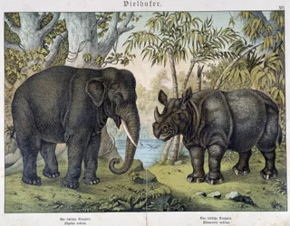 Elefant och noshörning - i "" Natural history of däggdjur", red. Schreiber, München