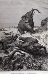 Elefanter som klättrar på stranden av en flod, på grund av en expedition till Centralafrika på uppdrag av Sir Samuel White Baker, "Tour du monde"
