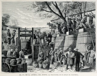 Gravyr från 1876 föreställande vinodling i Kalifornien på 1800-talet.