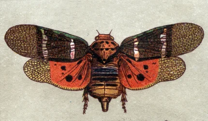 Entomologi: framställning av en cikada med nio fläckar, insektsserie, början av 1900-talet (chromo)